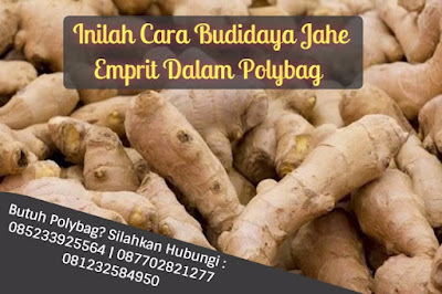 Inilah Cara Budidaya Jahe Emprit Dalam Polybag