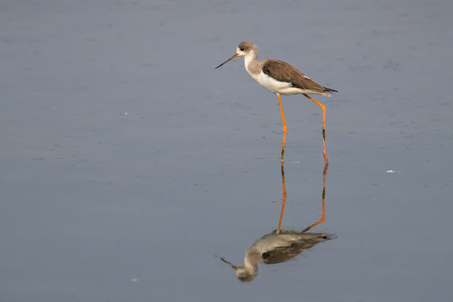 black-winged stilt