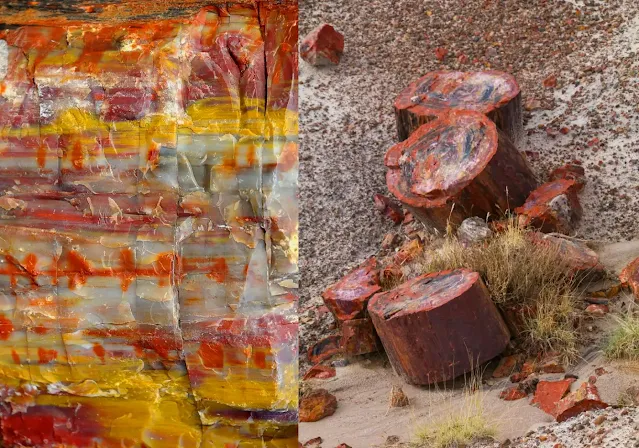 petrified-wood-forest-what-it-is-and-how-it-forms