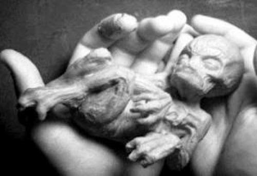Alien Species Human Hybrids Pictures