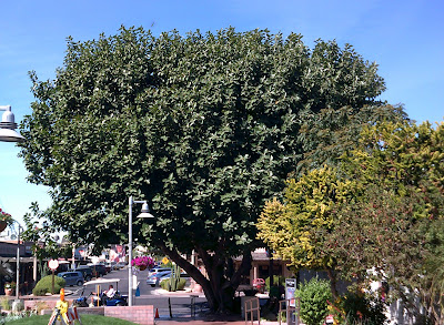 Ficus Benghalensis 