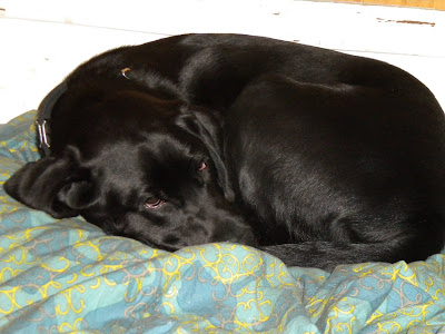 Dagan curled up on his folded up comforter bed