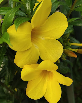 Allamanda