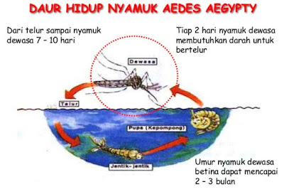 daur hidup nyamuk aides