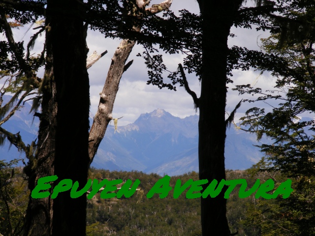 Bosque nativo patagónico - Patagonia Andina