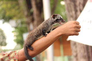 MUSANG PANDAN JAMBI