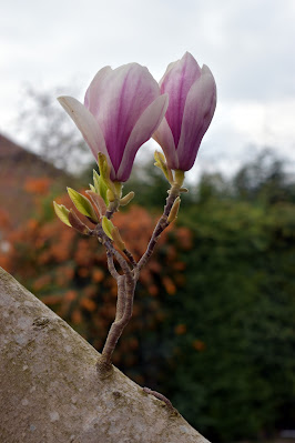 pink magnolia bloom bud