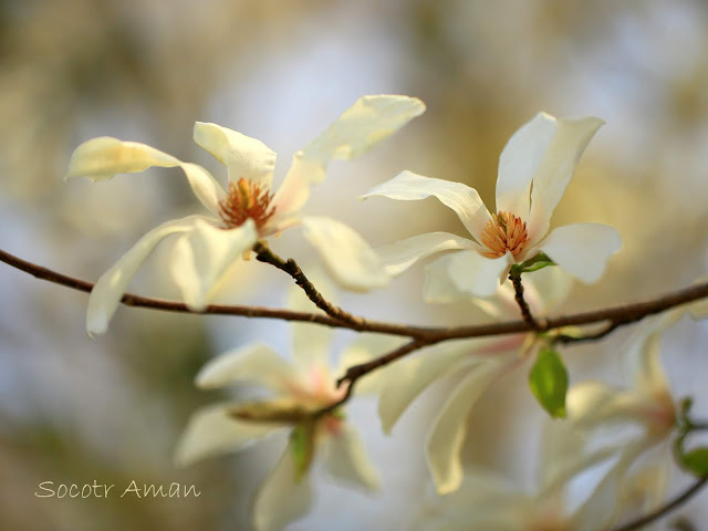 Magnolia kobus