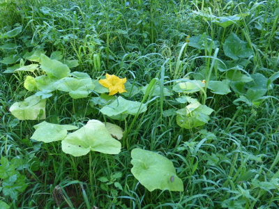 The cushaw squash rose wasn't daunted by the invasion of grass.