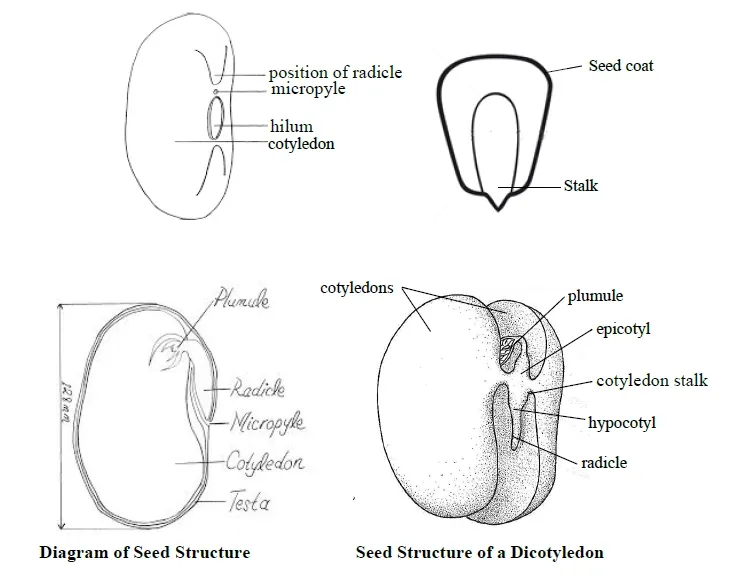 Structure of seeds