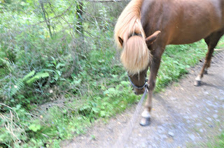 Islandshäst som letar grässtrån