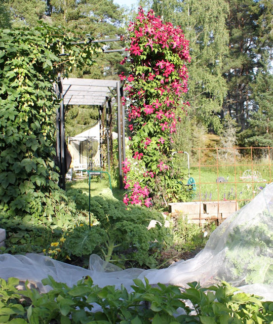 Humala, lehtikaali, pergola