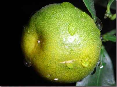 calamansi