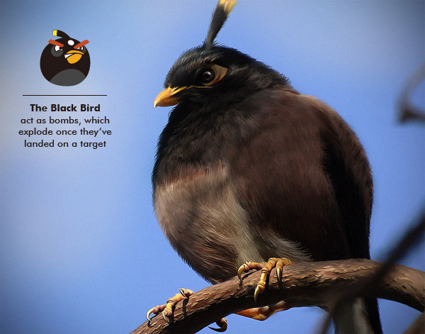 FOTO : BURUNG ASLI ANGRY BIRD | BOPLO