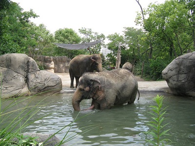elephants