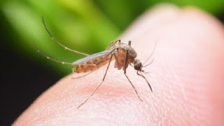 Ο Ιατρικός Σύλλογος Πύργου για μέτρα προφύλαξης  από τα κουνούπια
