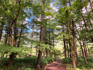 上高地　大自然の森林　長野県松本市