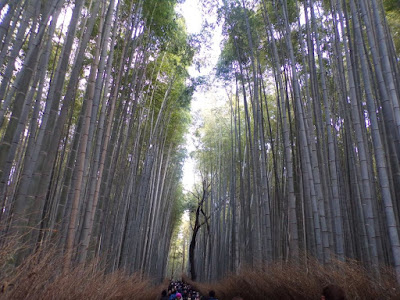 bosque bambu kioto