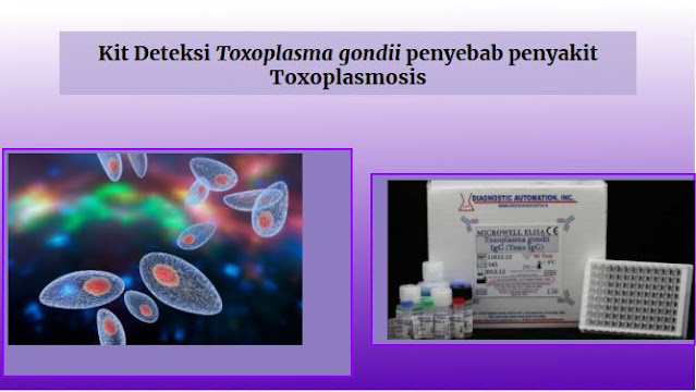 Toxoplasma gondii