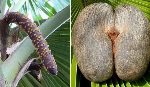 Anim Agro  Technology KENALI BUAH  COCO DE MER 