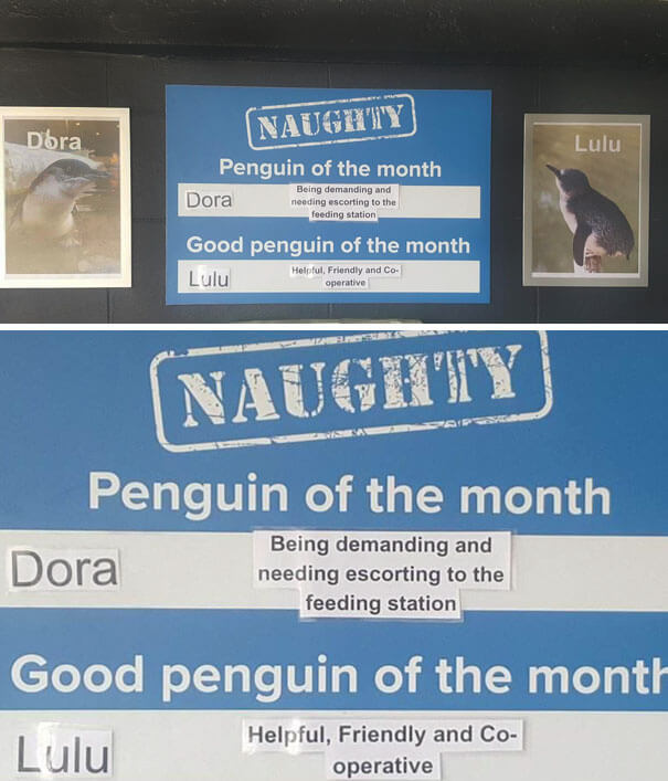 This Aquarium Announced The Naughtiest Penguin Of The Month, And The 'Offenses' Are Hilarious