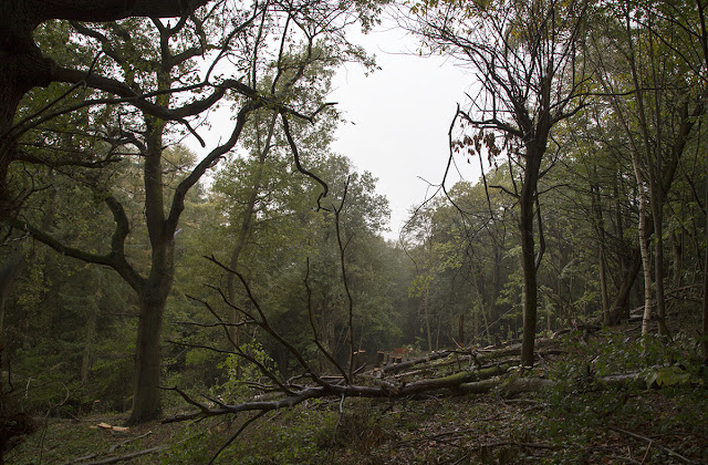 Trees felled during coppicing in Spring Park, 6 November 2013.