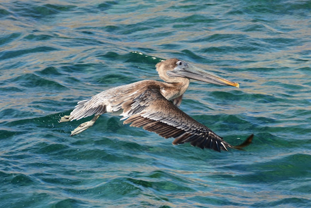 Pelican flying