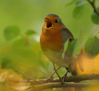 gambar burung