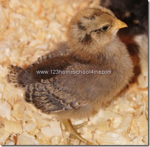 Easter Egger - 2 weeks old