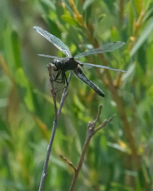 Dot-tailed Whiteface (Leucorrhinia intacta)