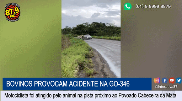 CABECEIRAS | Bovinos provocam acidente na GO-346 e deixa motociclista ferido