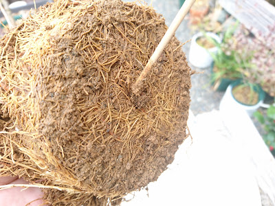 根鉢の底　竹串