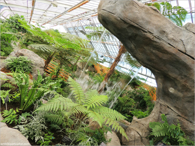 Invernadero de Helechos en el Jardín Botánico de Montreal