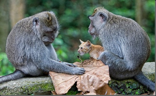 Macaco adota um gatinho (2)