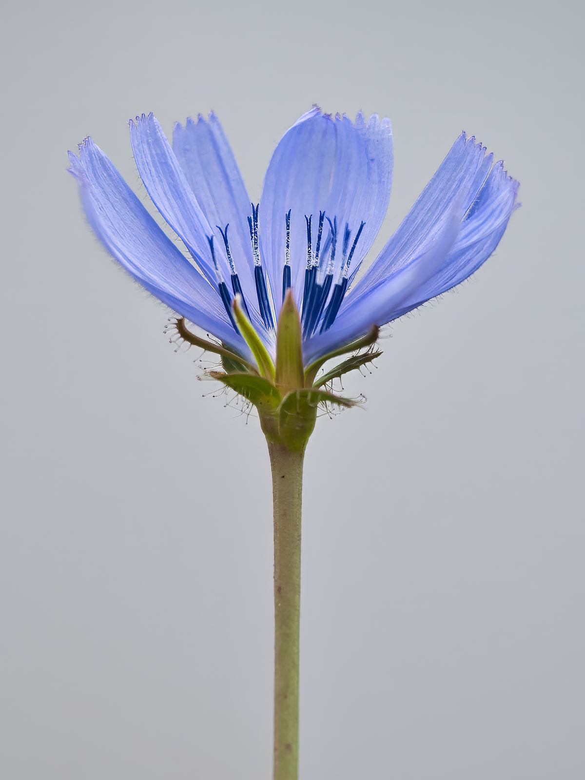 Cichorium intybus