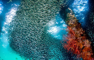 Foto Wakatobi