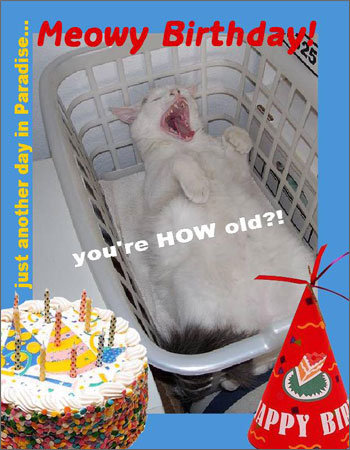 funny advice for cats - Happy Birthday card with cat in laundry basket