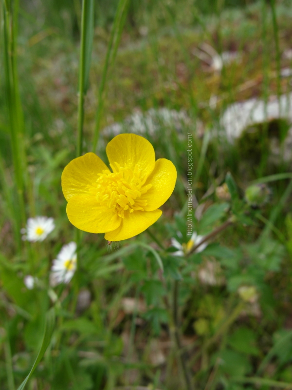 In nome dei fiori: Ranuncolo comune: fiori gialli di campo