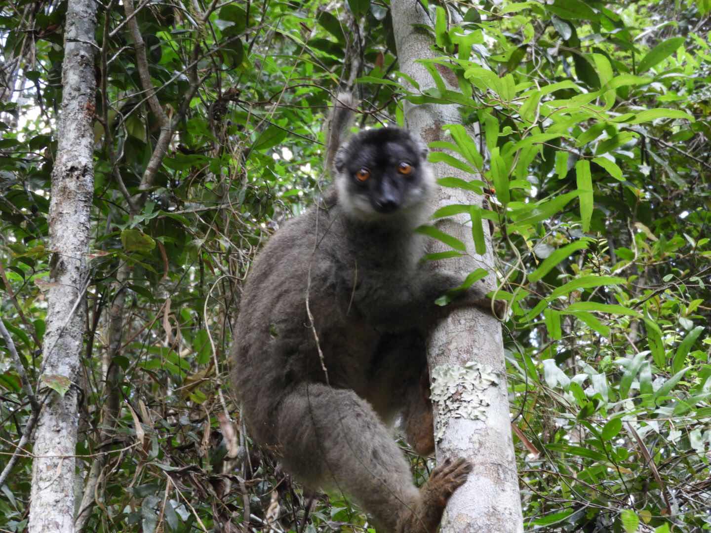 Mitsinjo Brown Lemur