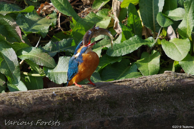 kingfisher eating big fish