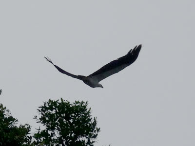 white-bellied fish eagle, Haliaeetus leucogaster