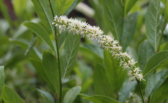 Itea Virginica Flowers