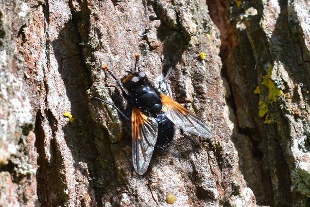 Mesembrina meridiana