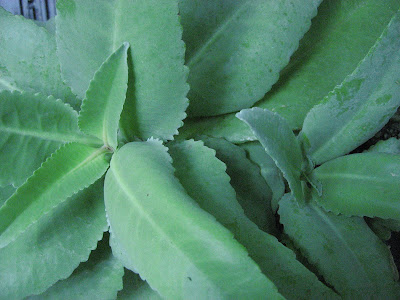 Kalanchoe mortagei care and culture