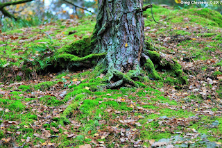 Restant du Long Rocher, Fontainebleau