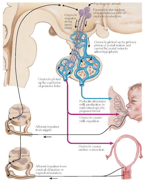 SECRETION AND ACTION OF OXYTOCIN