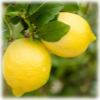 лимон — интересные факты