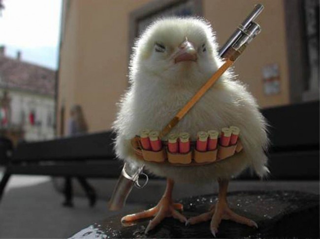 Funny Animals With Guns Shooting Wallpapers 2013