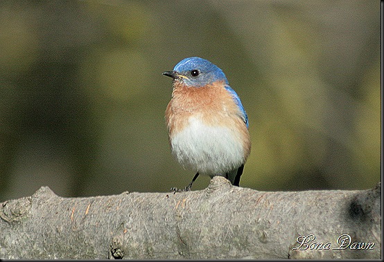 Bluebird_April2012