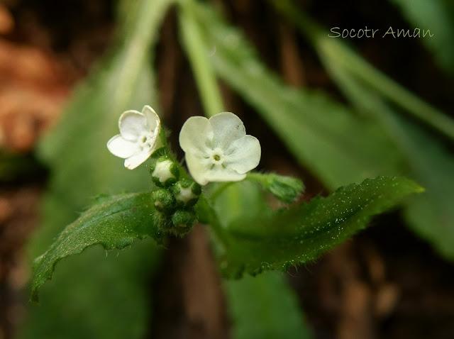 Omphalodes japonica